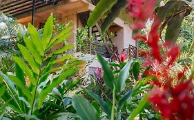 Salvia Madre